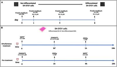 The endocannabinoidome mediator N-oleoylglycine is a novel protective agent against 1-methyl-4-phenyl-pyridinium-induced neurotoxicity